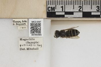 Media type: image;   Entomology 785985 Aspect: Labels